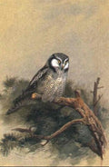 archibald thorburn hawk owl A4 Photo Print