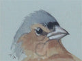 archibald thorburn head of a cock chaffinch A4 Photo Print