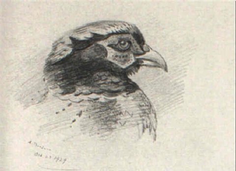 archibald thorburn head of a pheasant and other game birds A4 Photo Print