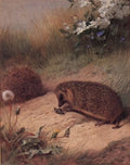 archibald thorburn hedgehogs and a beetle A4 Photo Print