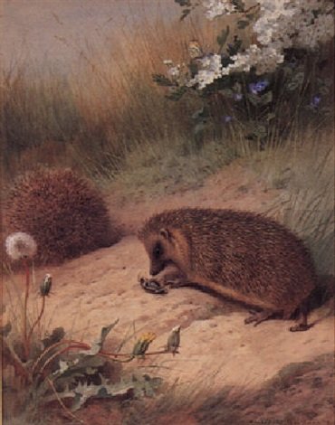 archibald thorburn hedgehogs and a beetle A4 Photo Print