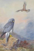 archibald thorburn hen harrier A4 Photo Print