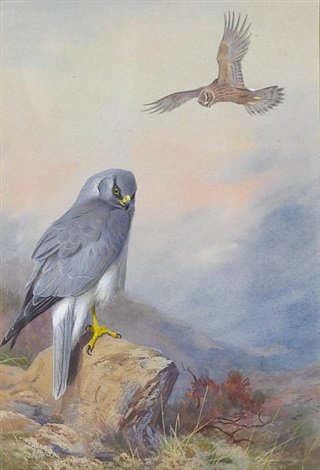 archibald thorburn hen harrier A4 Photo Print