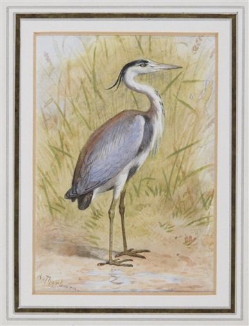 archibald thorburn heron A4 Photo Print