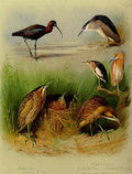 archibald thorburn herons bitterns and an ibis A4 Photo Print