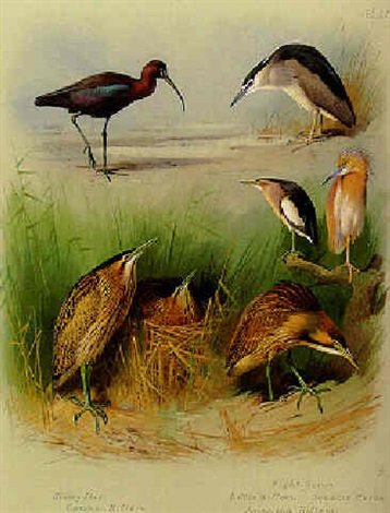archibald thorburn herons bitterns and an ibis A4 Photo Print