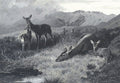 archibald thorburn hinds with fawns at rest A4 Photo Print