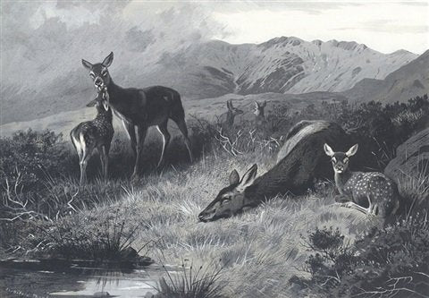archibald thorburn hinds with fawns at rest A4 Photo Print