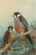 archibald thorburn hobbies A4 Photo Print