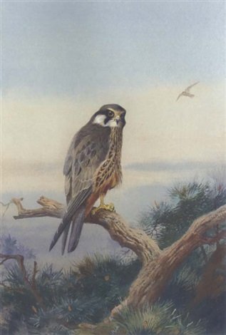 archibald thorburn hobby A4 Photo Print