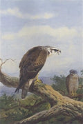 archibald thorburn honey buzzard A4 Photo Print