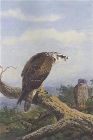 archibald thorburn honey buzzard A4 Photo Print