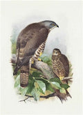 archibald thorburn honey buzzards A4 Photo Print