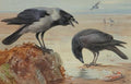 archibald thorburn hooded crow and carrion crow A4 Photo Print