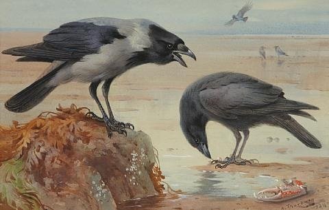 archibald thorburn hooded crow and carrion crow A4 Photo Print