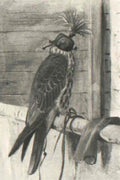 archibald thorburn hooded falcon A4 Photo Print