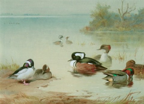 archibald thorburn hooded merganser and teal A4 Photo Print