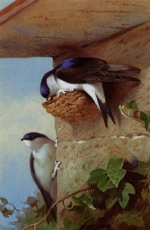 archibald thorburn house martins on a nest beneath the eves A4 Photo Print