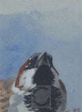 archibald thorburn house sparrow A4 Photo Print