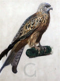 archibald thorburn immature lanner falcon A4 Photo Print