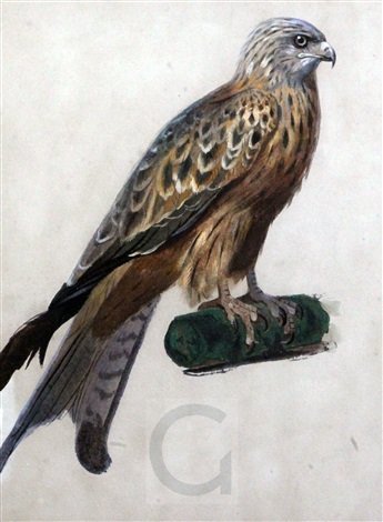 archibald thorburn immature lanner falcon A4 Photo Print