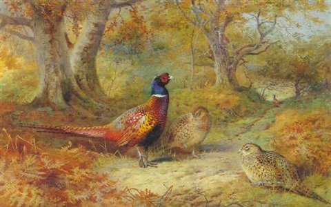 archibald thorburn in the oakwood pheasants A4 Photo Print