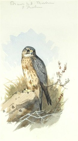 archibald thorburn jack merlin A4 Photo Print