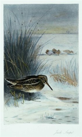archibald thorburn jack snipe   drumming snipe 2 works A4 Photo Print