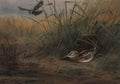 archibald thorburn jack snipe among reeds and a hunting marsh harrier above A4 Photo Print