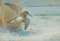archibald thorburn jack snipe rising A4 Photo Print