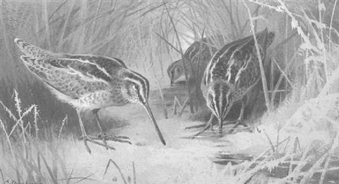 archibald thorburn jack snipe A4 Photo Print