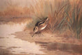archibald thorburn jacksnipe A4 Photo Print