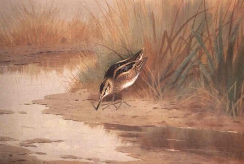 archibald thorburn jacksnipe A4 Photo Print