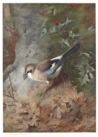 archibald thorburn jay   2 others 3 works A4 Photo Print