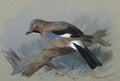 archibald thorburn jay on a bough A4 Photo Print