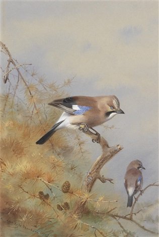 archibald thorburn jay A4 Photo Print