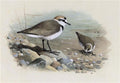 archibald thorburn kentish plover A4 Photo Print