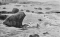archibald thorburn kentish plovers A4 Photo Print