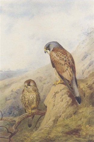 archibald thorburn kestrel A4 Photo Print