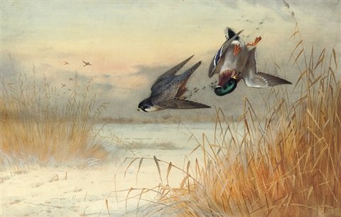 archibald thorburn killed as he reaches cover A4 Photo Print