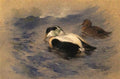 archibald thorburn king eiders A4 Photo Print