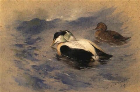 archibald thorburn king eiders A4 Photo Print