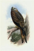 archibald thorburn kite A4 Photo Print