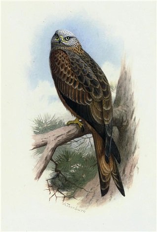 archibald thorburn kite A4 Photo Print