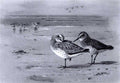 archibald thorburn knots on a sandy beach A4 Photo Print