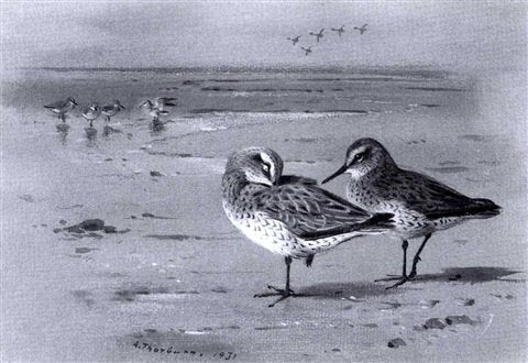 archibald thorburn knots on a sandy beach A4 Photo Print