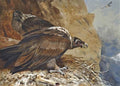 archibald thorburn lammergeier A4 Photo Print