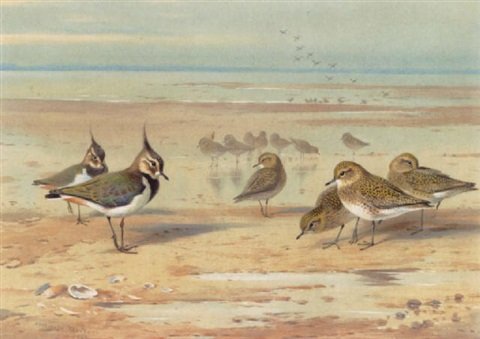 archibald thorburn lapwing and golden plover on the shore A4 Photo Print