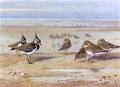 archibald thorburn lapwing and golden plover A4 Photo Print