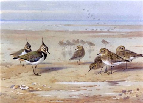 archibald thorburn lapwing and golden plover A4 Photo Print